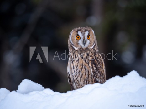 Picture of Long-eared owl Asio otus sitting on snow Beautiful owl with orange eyes in snowy forest Long eared owl portrait 
